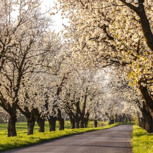 Zdjęcie przedstawiające aleję czereśniową w Parku Krajobrazowym Góra Św. Anny