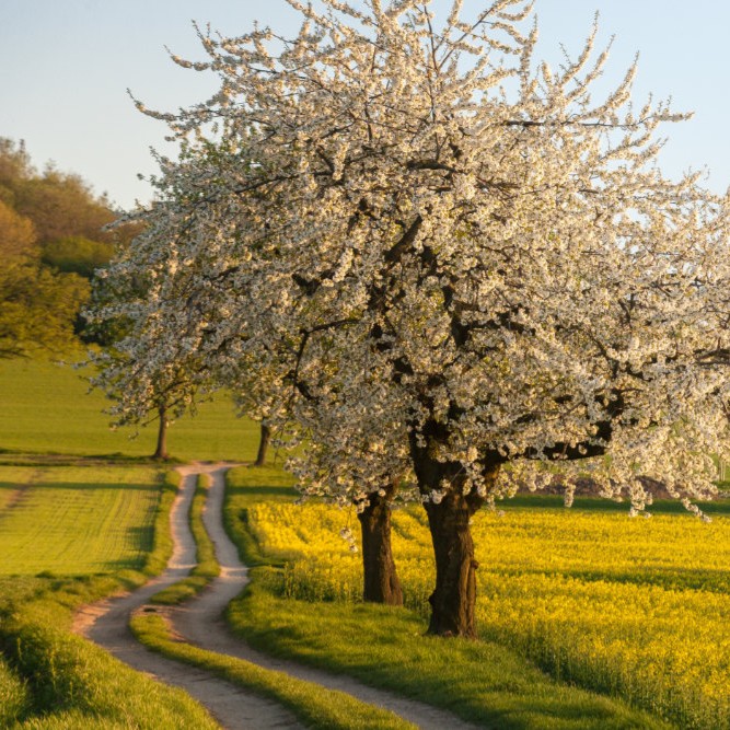 Ścieżki wokół Góry Świętej Anny